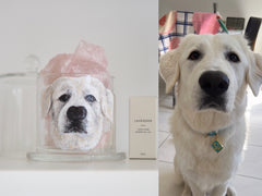 Customised Pet portrait, Home Decorative Glass Aroma Quartz Crystal Stone or Salt stone Fragrance Essential Oil Diffuser