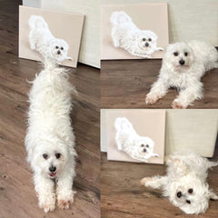 Customised Pet Portrait - Basic Canvas Printing 40x50cm no frame