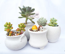 Load image into Gallery viewer, Customised Pet Pot, Animal Planter with white pot
